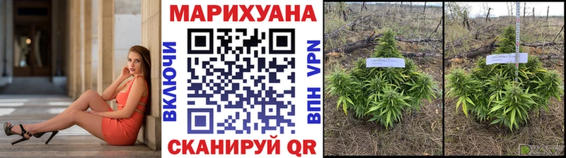 Каннабис сатива  Чулым 